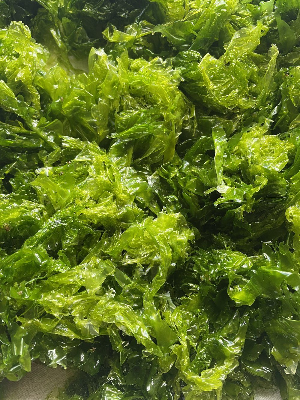 Premium seaweed cultivation — sustainable ocean farming
